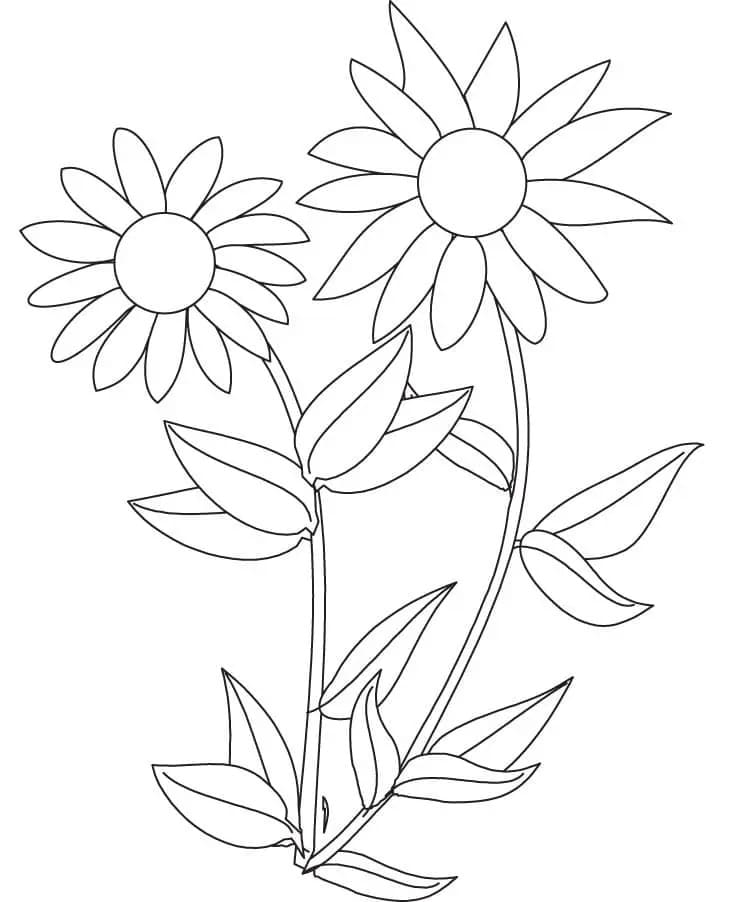 Anmutige Sonnenblume ausmalbilder