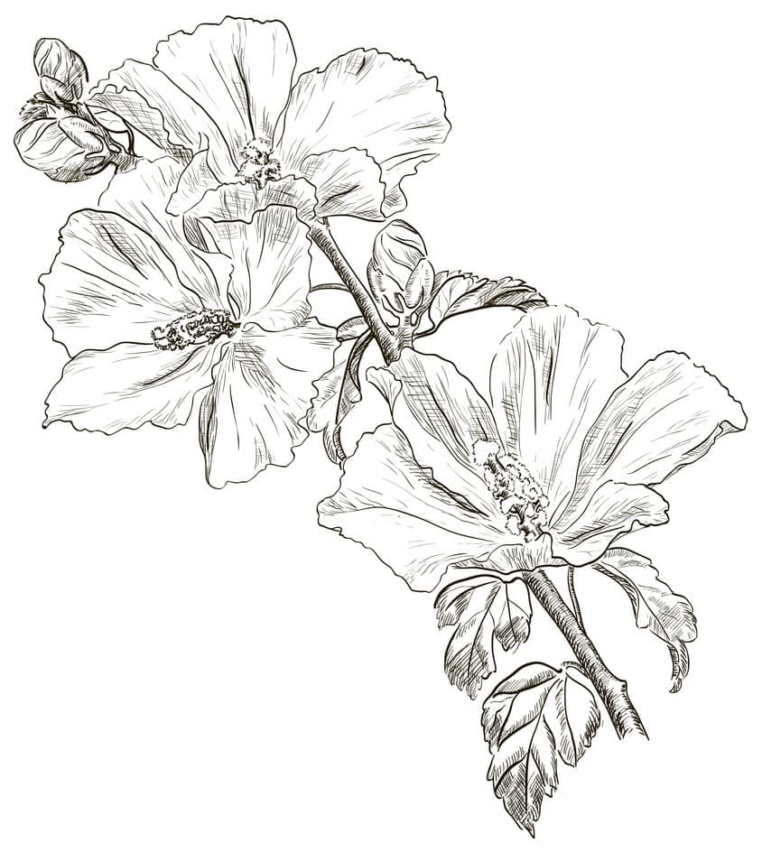 Ansprechender Hibiskus ausmalbilder
