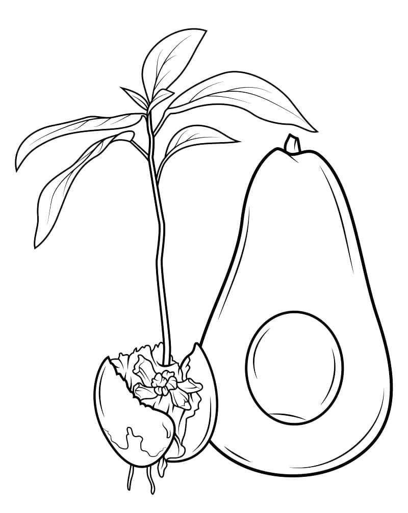 Avocado Frucht ausmalbilder
