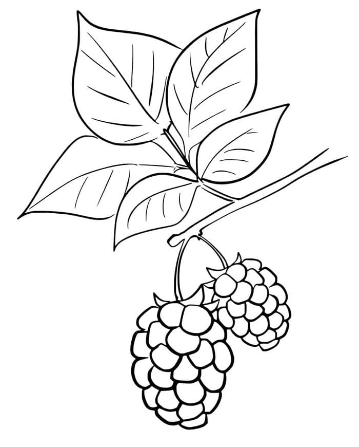 Brombeere Bild ausmalbilder