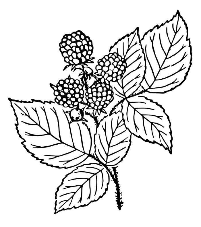 Brombeere Frucht ausmalbilder