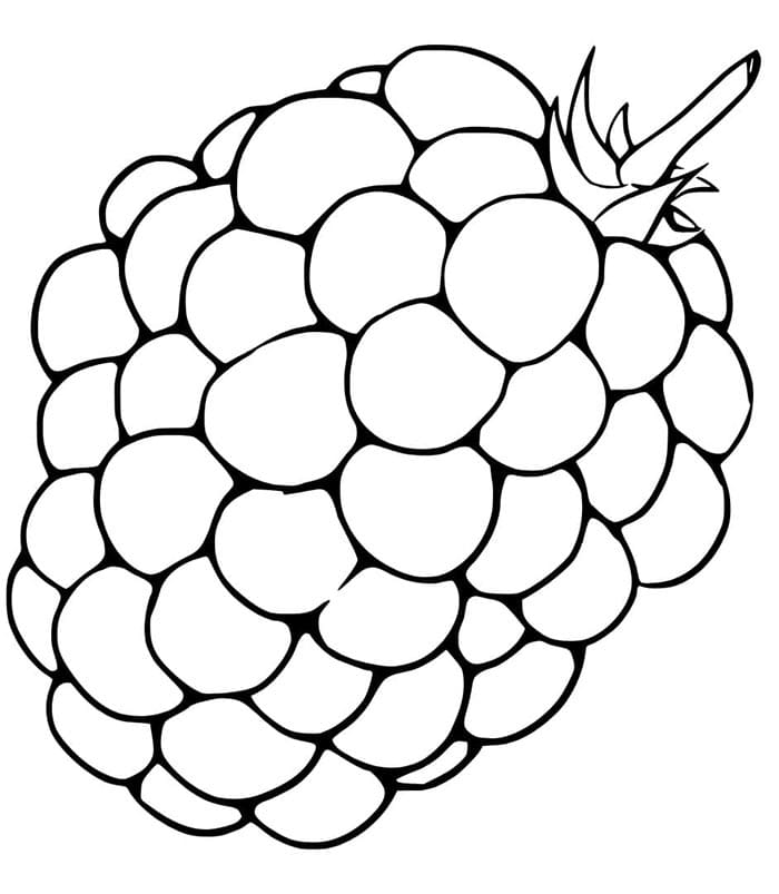 Brombeere druckbereit ausmalbilder