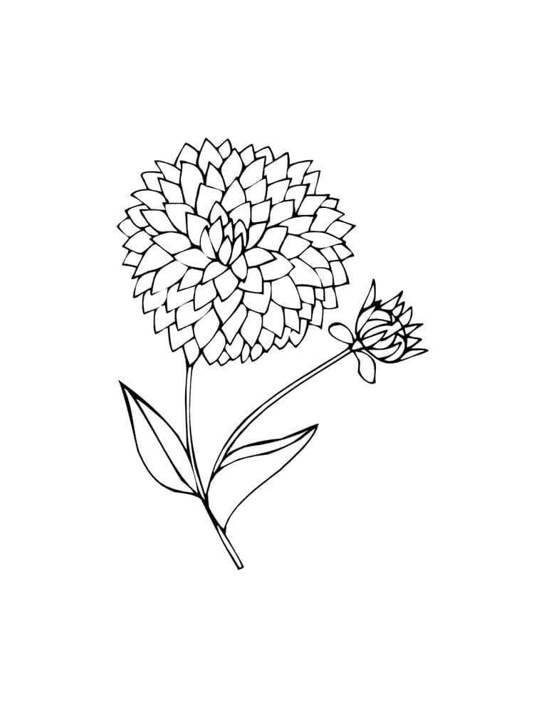 Dahlienblume ausmalbilder