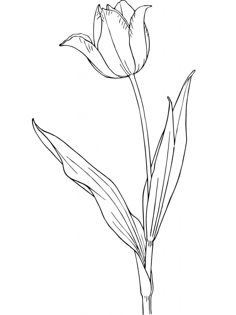 Druckbare Tulpe ausmalbilder