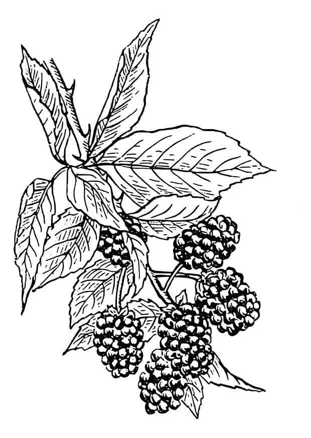 Druckbares Brombeere Bild ausmalbilder