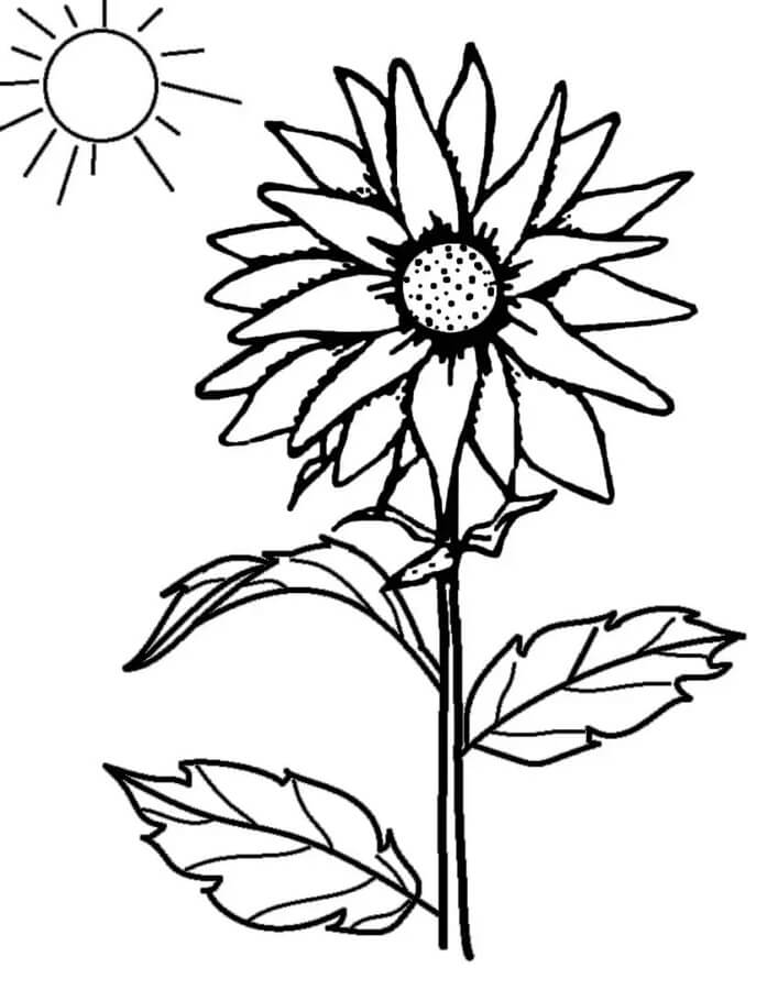 Druckbares Sonnenblumenbild ausmalbilder