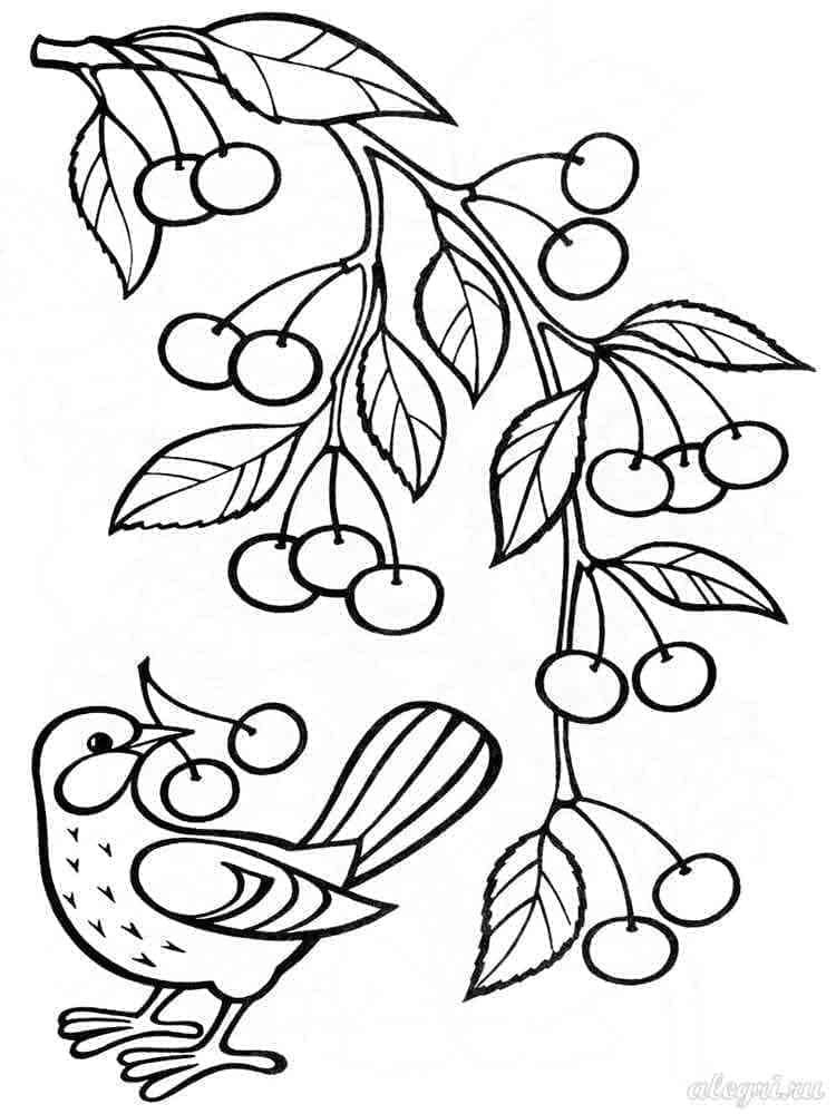 Druckfertige Kirsche ausmalbilder