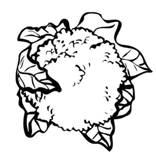 Druckfertiger Blumenkohl ausmalbilder