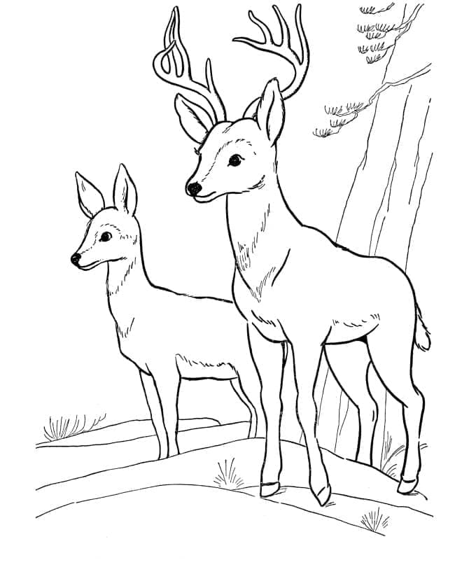 Ein wilder Hirsch ausmalbilder