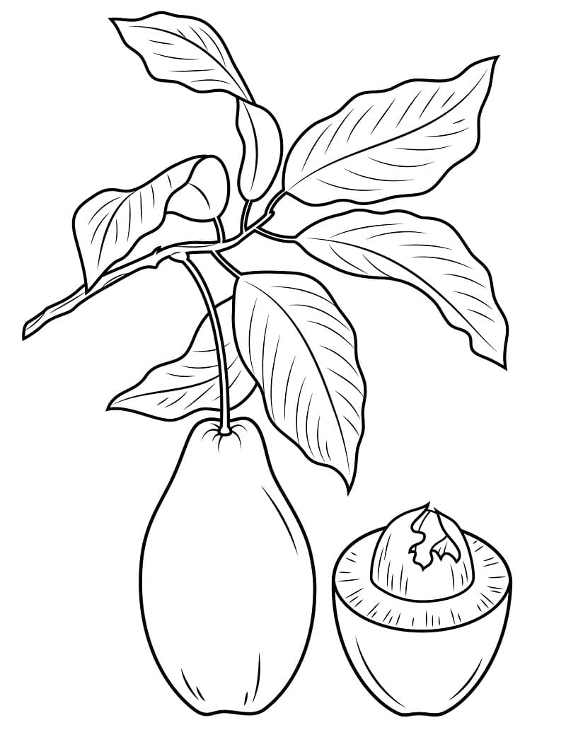 Eine Avocado Frucht ausmalbilder