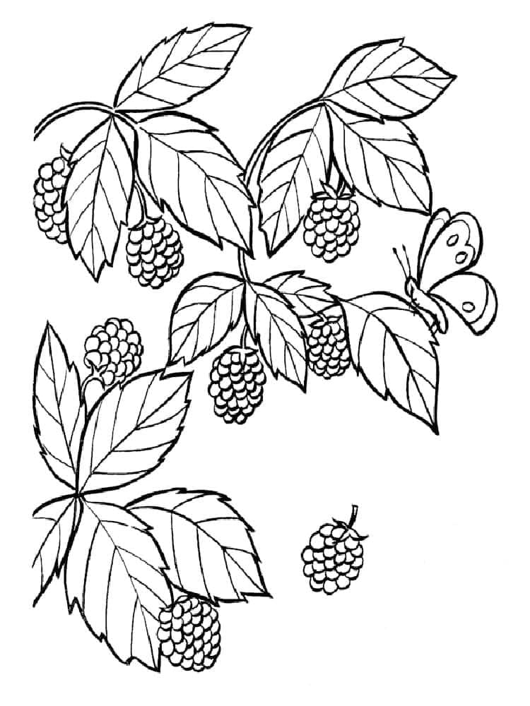 Eine Brombeere ausmalbilder