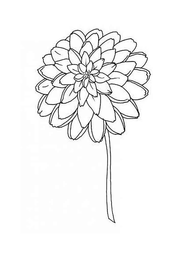 Eine Dahlienblume ausmalbilder