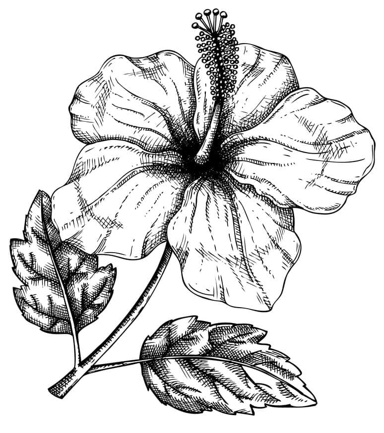 Eine Hibiskusblume ausmalbilder