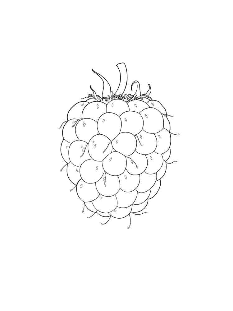 Eine Himbeere Frucht ausmalbilder