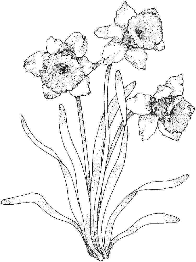 Eine Narzissenblume ausmalbilder