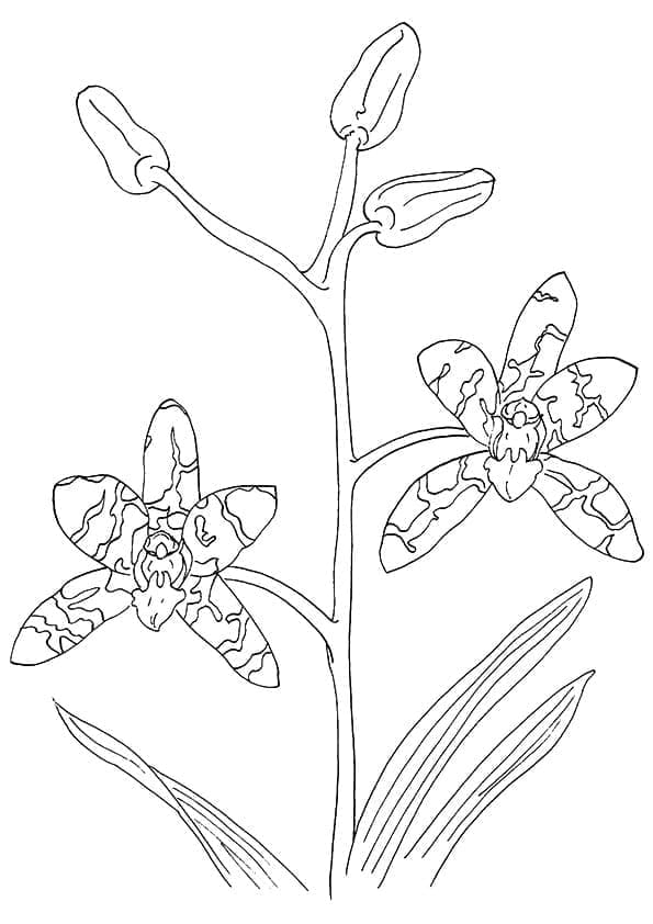 Eine Orchideenblume ausmalbilder