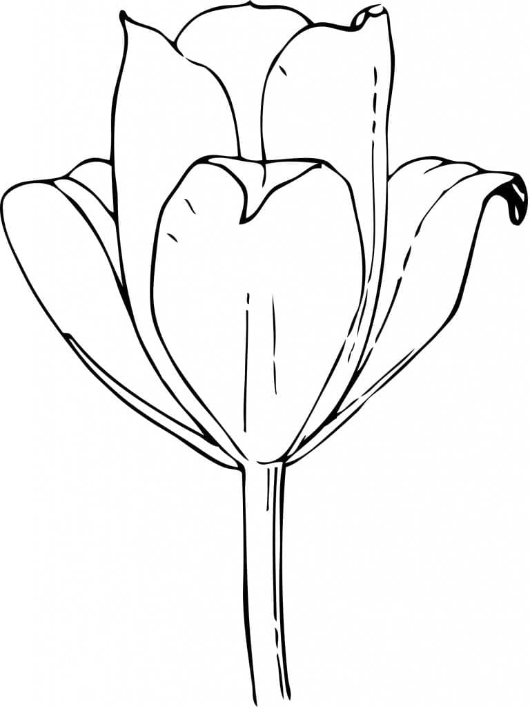 Eine Tulpenblume ausmalbilder