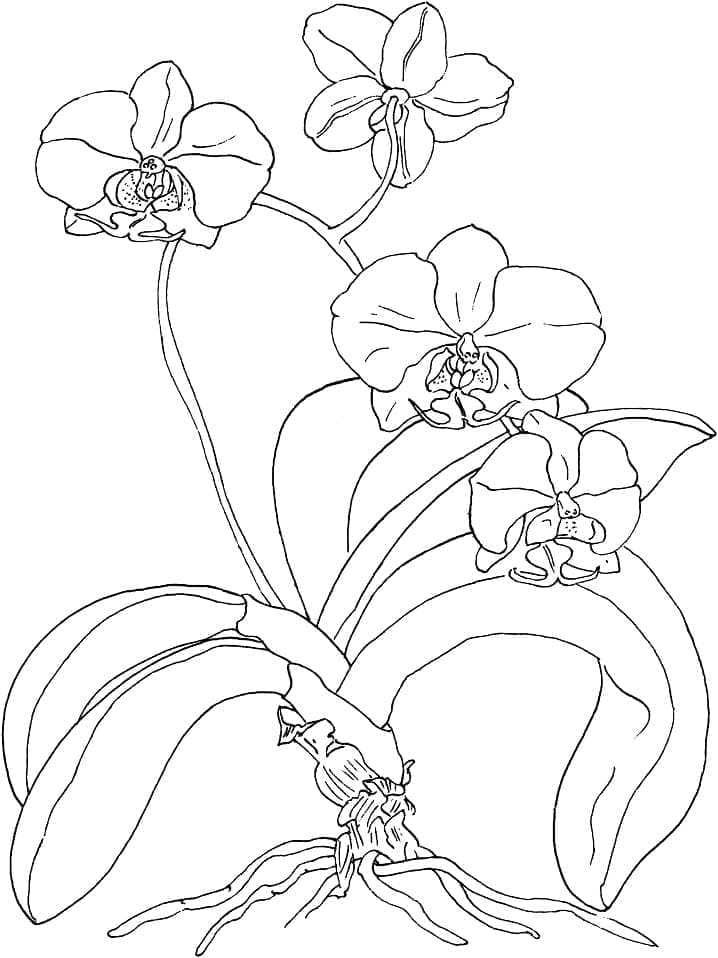 Eine schöne Orchidee ausmalbilder