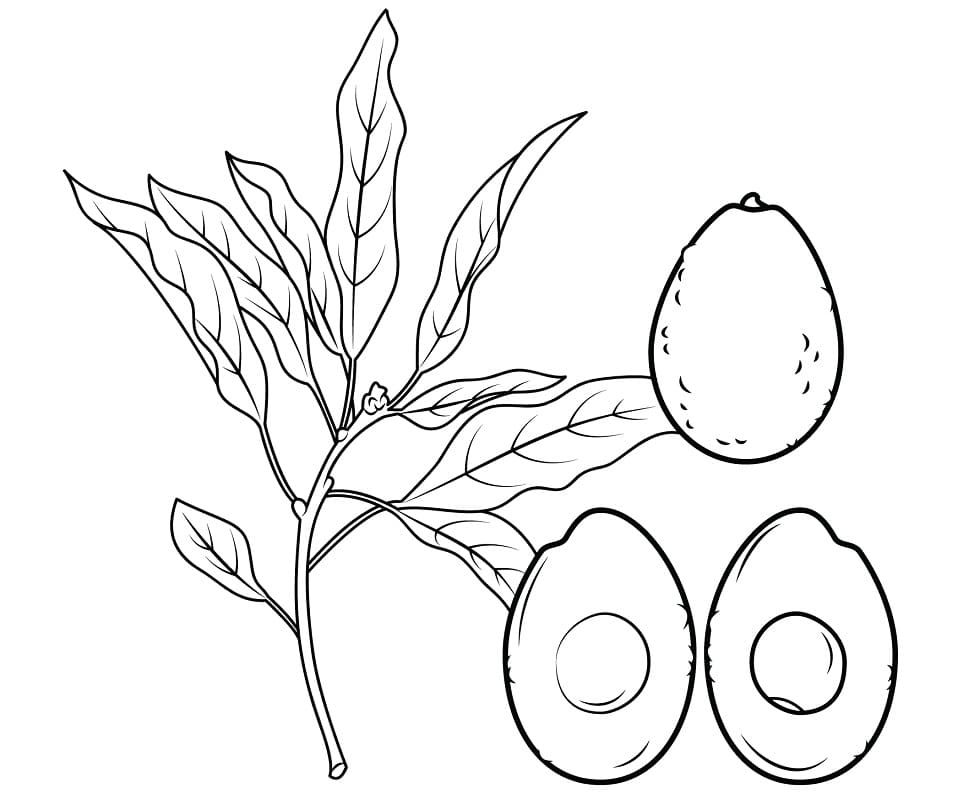 Einfache Avocado ausmalbilder