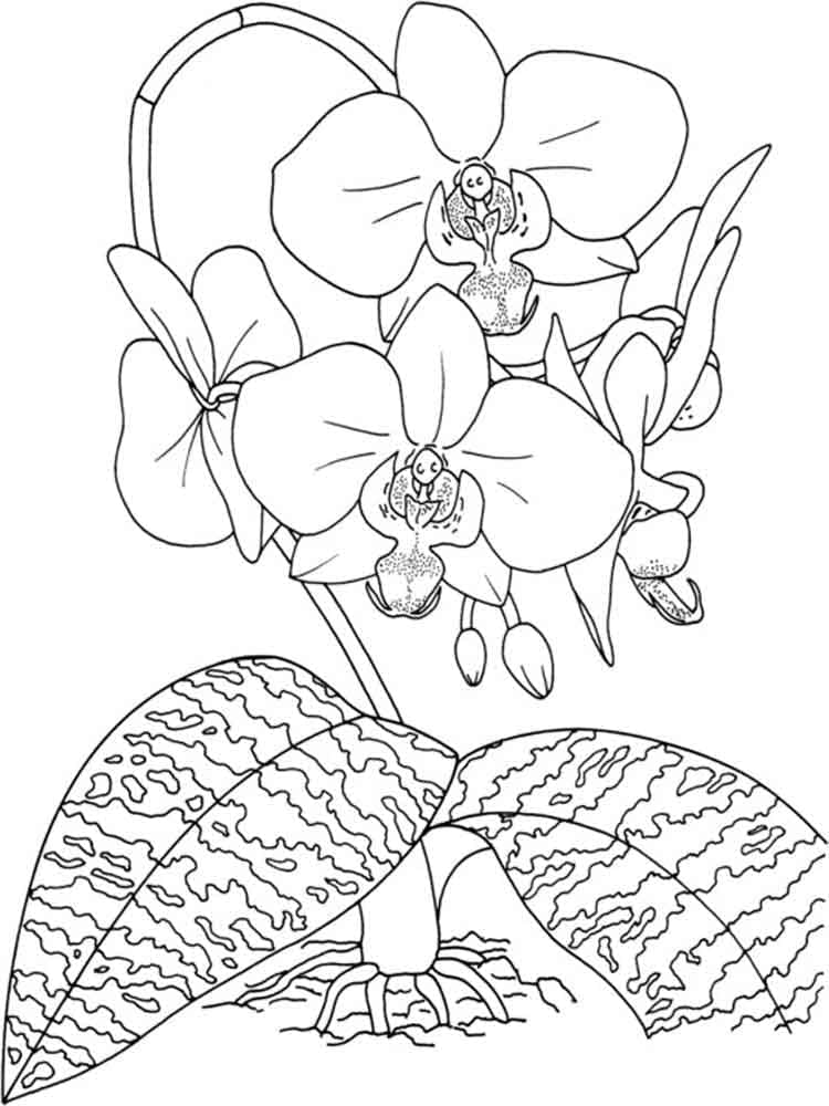Einfache Orchidee ausmalbilder