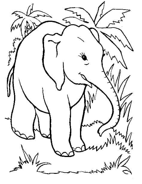 Elefant Kostenlos Zum Drucken ausmalbilder