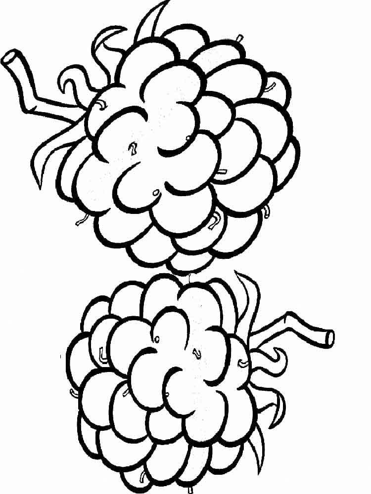 Frische Brombeere ausmalbilder