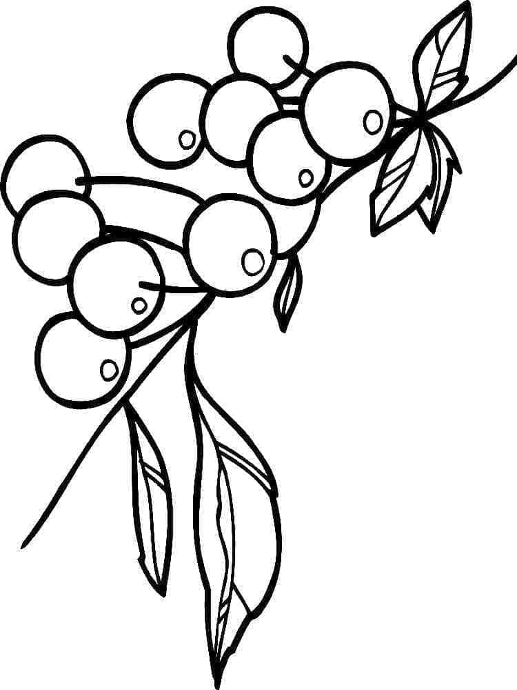 Frische Kirsche ausmalbilder