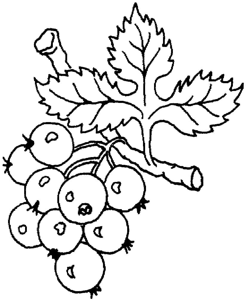 Frische Trauben ausmalbilder