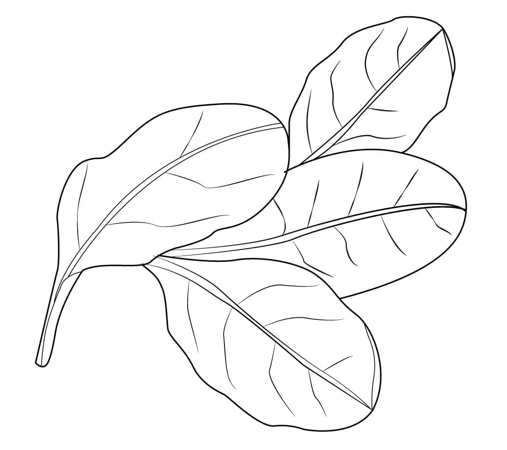 Gratis Spinats Bild ausmalbilder