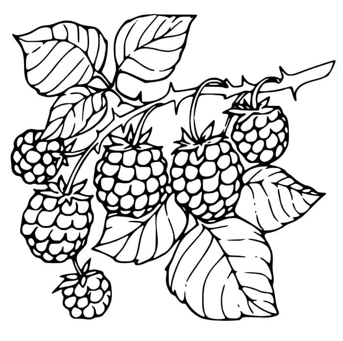 Gratis druckbare Brombeere Vorlage ausmalbilder
