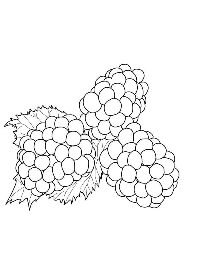 Gratis druckbare Brombeere ausmalbilder