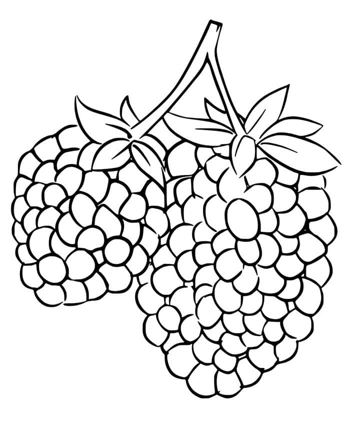 Gratis druckbares Brombeere Exemplar ausmalbilder