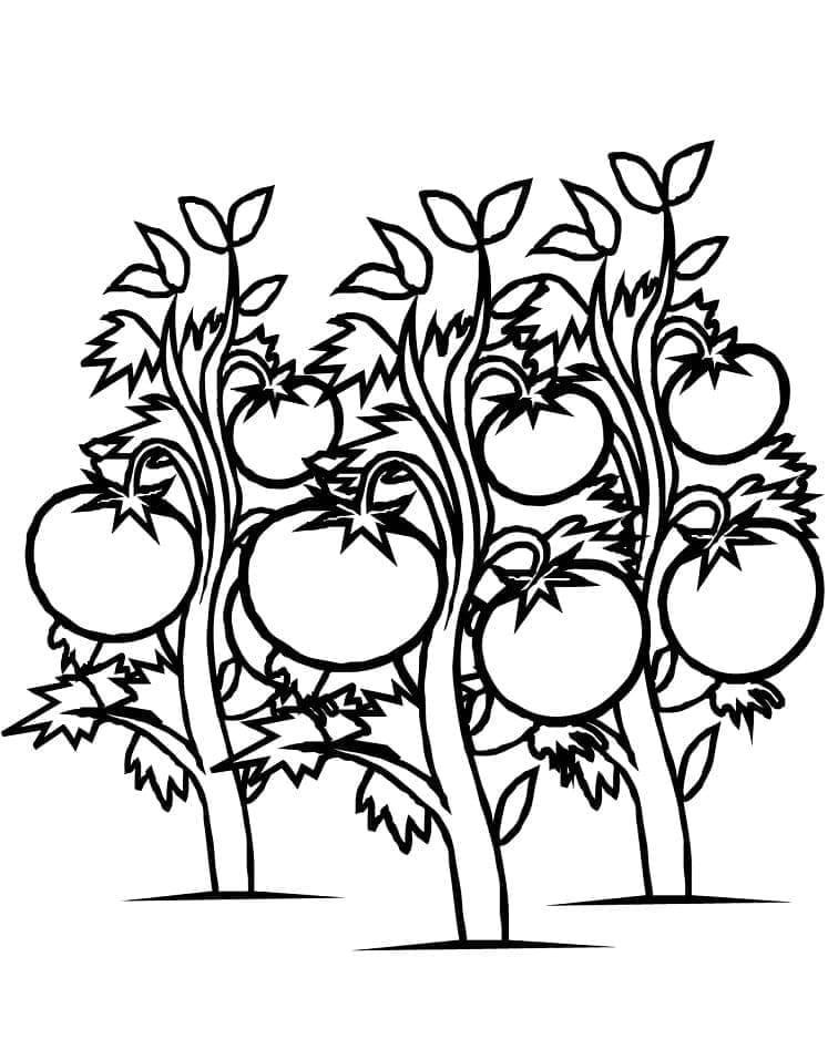 Gratis druckbares Tomate ausmalbilder