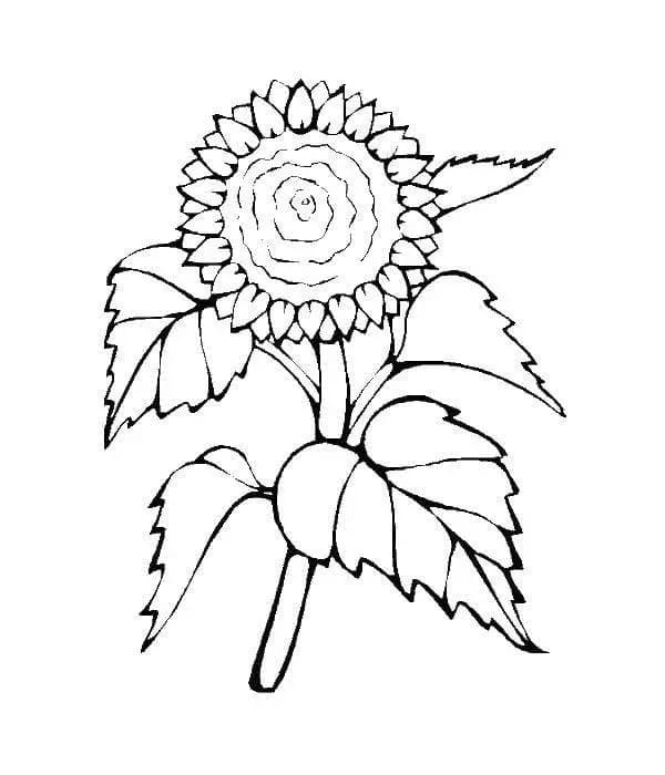 Grundlegende Sonnenblume ausmalbilder