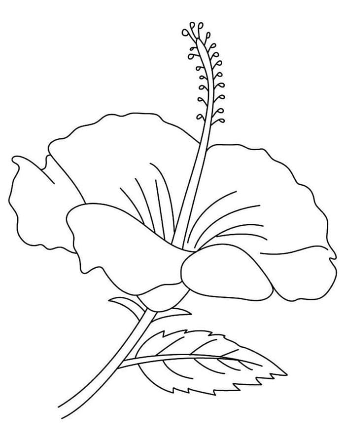 Hibiskus druckbar für Kinder ausmalbilder