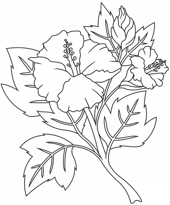 Hibiskus für Kinder ausmalbilder