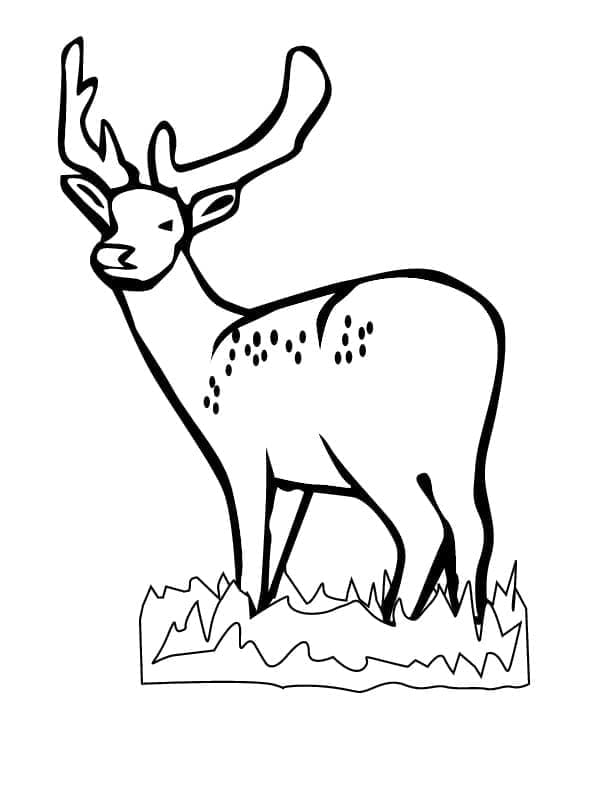 Hirsch Zum Drucken ausmalbilder