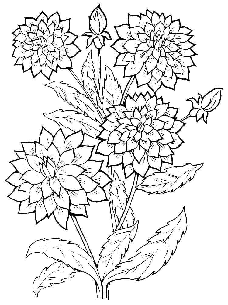 Hübsche Dahlie ausmalbilder
