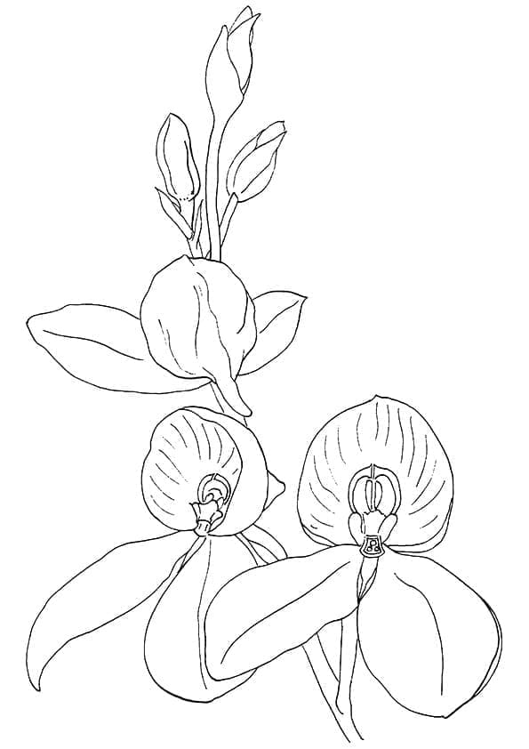 Hübsche Orchidee ausmalbilder