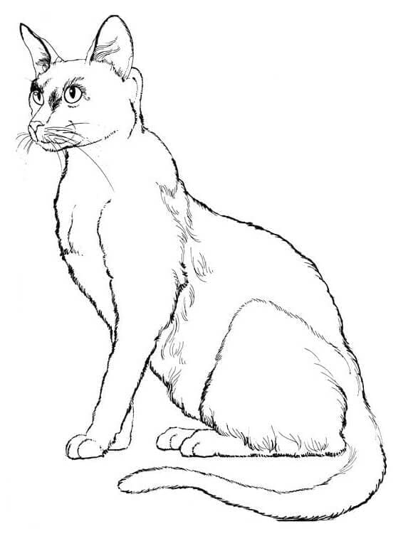Katze Kostenloses Bild ausmalbilder