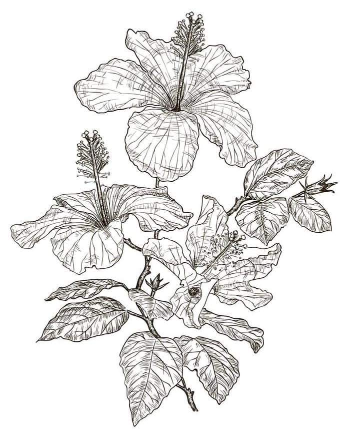 Kostenfreier Hibiskus für Kinder ausmalbilder