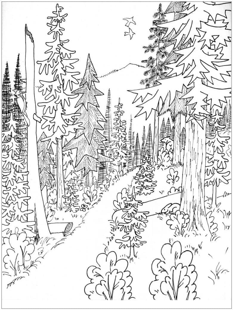 Kostenfreier Wald für Kinder ausmalbilder