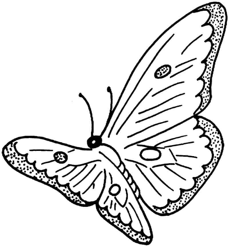 Kostenlos Schmetterling Druckbarer ausmalbilder