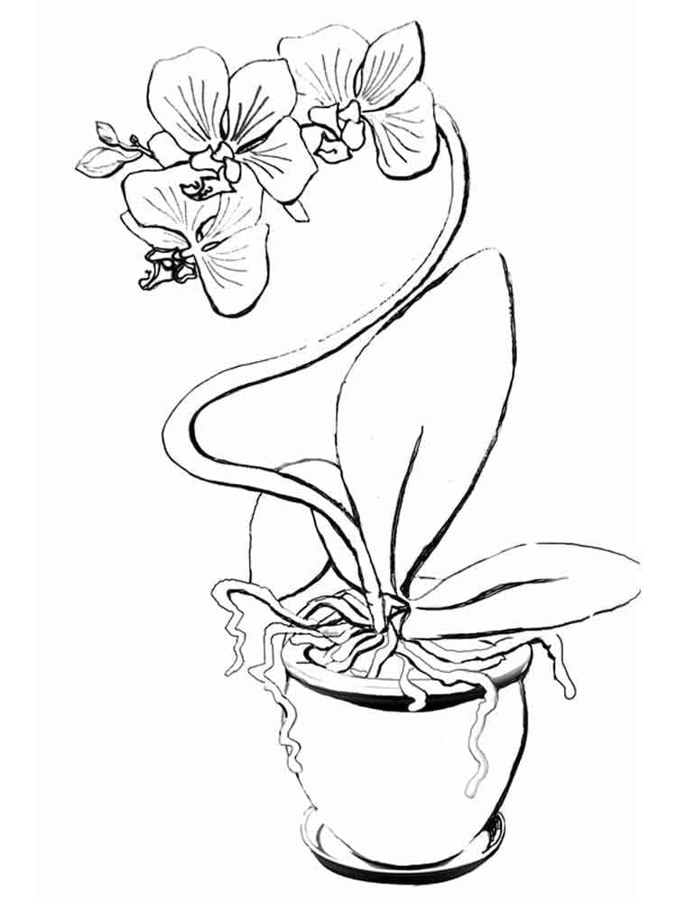 Kostenlos druckbare Orchidee ausmalbilder