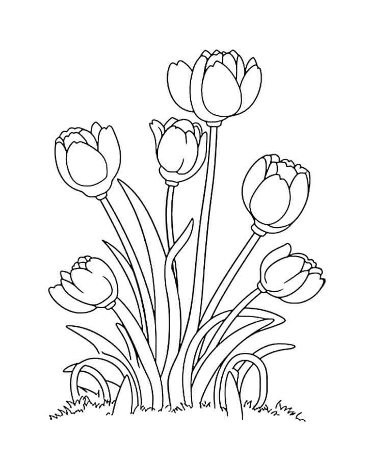 Kostenlose Tulpe zum Ausdrucken ausmalbilder