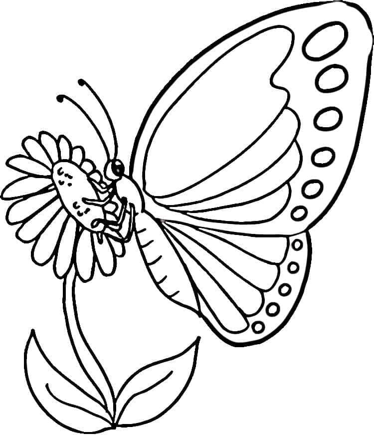 Kostenloser Schmetterling ausmalbilder