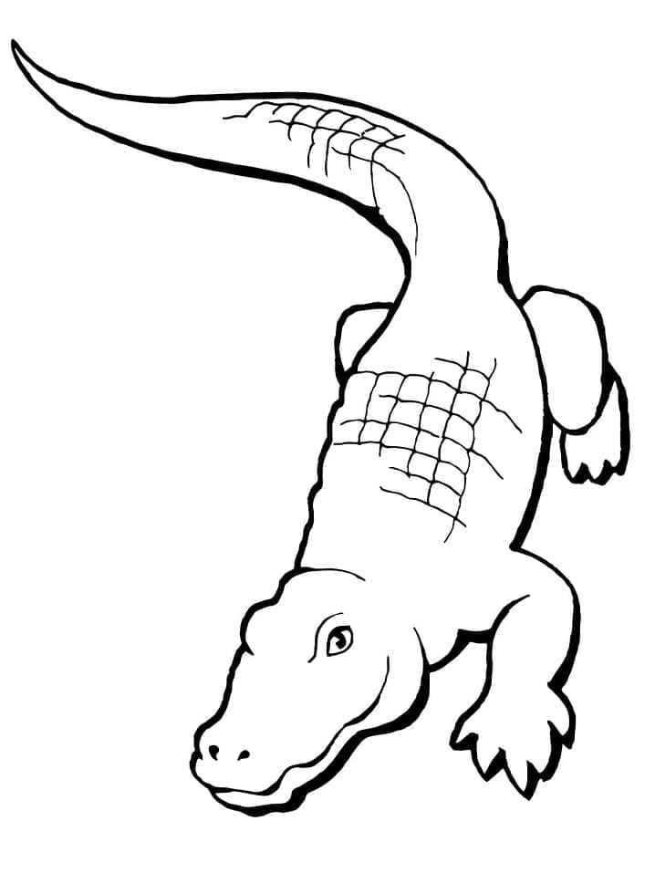 Krokodil Bild ausmalbilder