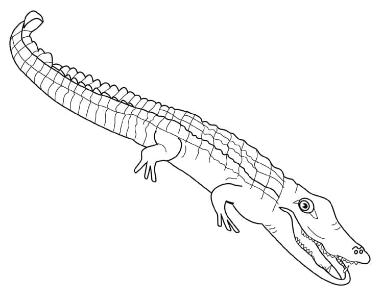 Krokodil Zum Drucken ausmalbilder