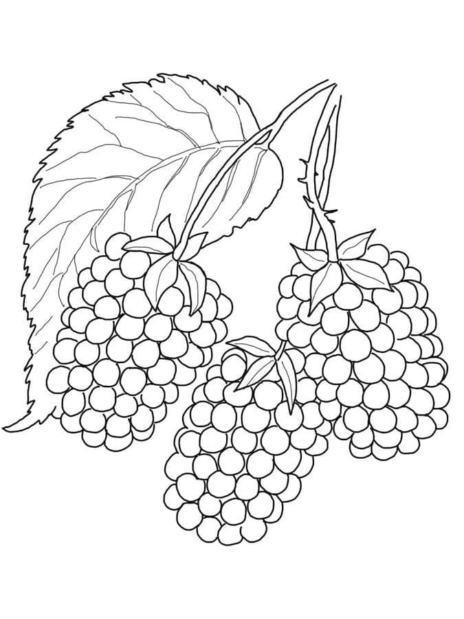 Leichte Brombeere ausmalbilder