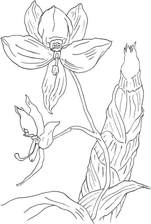 Leichte Orchidee ausmalbilder
